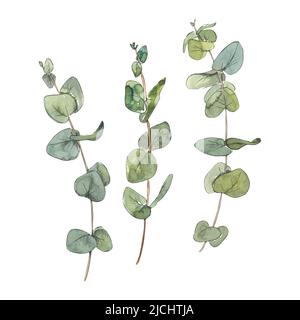 Grüne Eukalyptuszweige isoliert auf weißem Hintergrund. Aquarell-Skizzendarstellung mit grafischen Elementen aus einem großen Satz VON PARIS. Für die Einrichtung Stockfoto