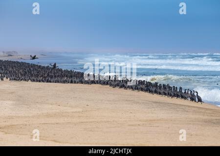 Namibia, Tausende Kormorane an der Küste, Skelettküste Stockfoto