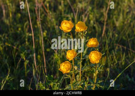 Gelber Trollius europaeus. Der gemeinsame Name einiger Arten ist Globeflower oder Globenblume. Wildpflanze Stockfoto