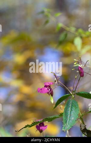 Die rosa Blume Impatiens glandulifera Royle wächst im Wald. Nahaufnahme, unscharfer Hintergrund, selektiver Fokus Stockfoto