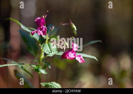 Die rosa Blume Impatiens glandulifera Royle wächst im Wald. Nahaufnahme, unscharfer Hintergrund, selektiver Fokus Stockfoto