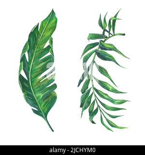 Aquarell-Illustration von handgezeichneten Blättern tropischer Pflanzen. Hamedorea, Bananenpalme isoliert. Dekorative Elemente für Drucke, Dekorationen, Stockfoto