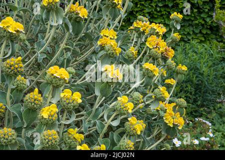 Jerusalem sage, Phlomis russeliana. Stockfoto