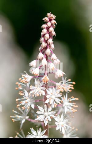 Nahaufnahme von blühenden Blattschäumen (Tiarella cordifolia) Stockfoto