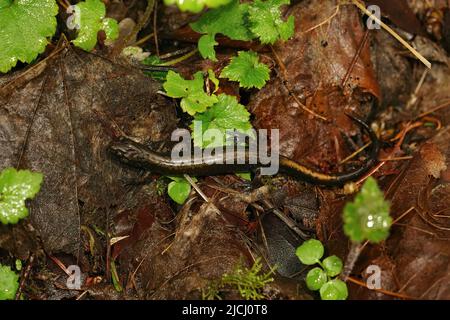 Aus der Nähe des lungless Salamanders eines Dunn bildet Plethodon dunni die Schlucht des Columbia River, auf dem Waldboden Stockfoto