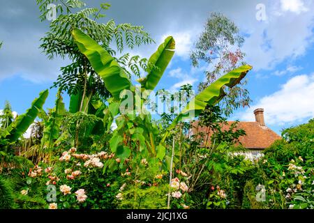 Bananenpalmen und Rosen wachsen im tropischen Garten von Great Dixter, Northiam, East Sussex, Großbritannien Stockfoto