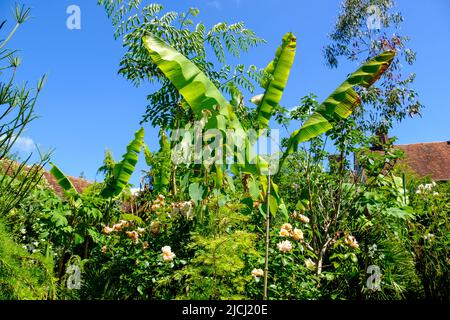 Bananenpalmen und Rosen wachsen im tropischen Garten von Great Dixter, Northiam, East Sussex, Großbritannien Stockfoto