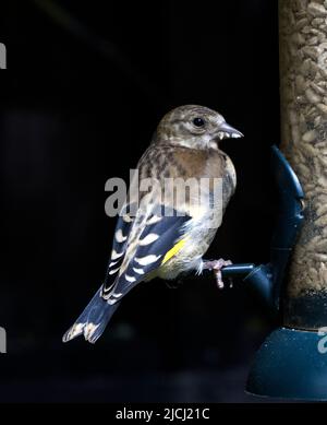 Juveniler, Unreifer Eurasischer Goldfink Carduelis Carduelis Stockfoto