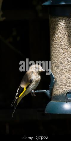 Juveniler, Unreifer Eurasischer Goldfink Carduelis Carduelis Stockfoto