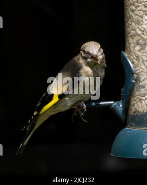 Juveniler, Unreifer Eurasischer Goldfink Carduelis Carduelis Stockfoto