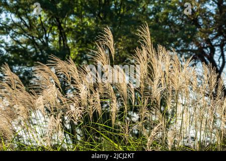 Japanisches Silbergras (Miscanthus sinensis), auch chinesisches Silbergras genannt, leuchtet hell, während Sonnenlicht seine federleichten Federn erleuchtet. Stockfoto