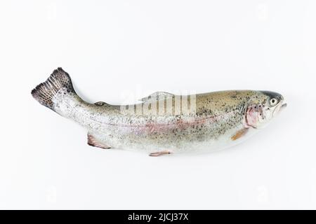 Regenbogenforelle auf weißem Hintergrund. Stockfoto