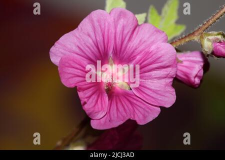 Lila wilde Blume Blüte Nahaufnahme malva arborea Familie malvaceae Moderne botanische Hintergrund hohe Qualität große Größe Drucke Stockfoto