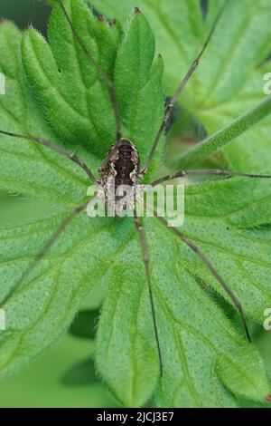 Vertikale Nahaufnahme eines einfachen Erntearbeiters, Dad longlegs, pals angium opilio, getarnt auf einem grünen Blatt im Garten sitzend Stockfoto