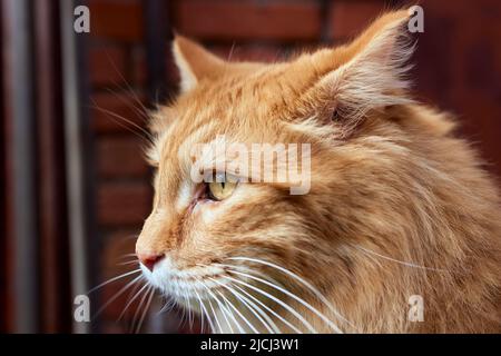 Schöne reinrassige redhead Kätzchen. Rassen Kurilian Bobtail. Hypoallergene Rasse von Katzen Stockfoto