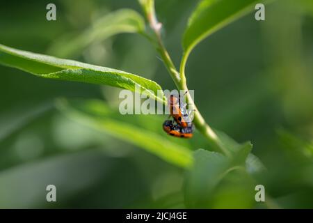 Makroaufnahme des sich paarenden Marienkäfer Stockfoto