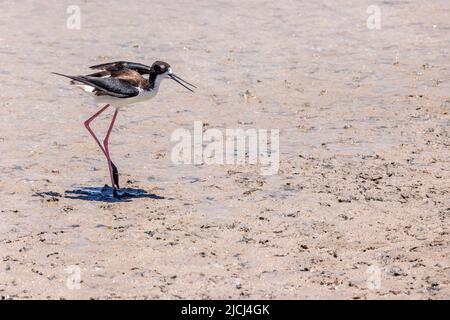 Der hawaiianische Schwarzhalsstelz, Himantopus mexicanus knudseni, ist eine endemische und gefährdete Art. Hawaii. Stockfoto