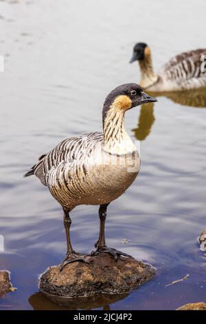 Die Nene Goose (ausgesprochen nay nay), Nesochen sandvicensis, ist ein endemischer Landvogel, eine gefährdete Art und Hawaiis Staatsvogel, Maui, Hawaii. Mos Stockfoto