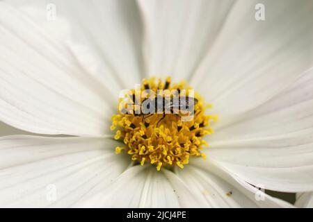 Nahaufnahme einer großköpfigen Harzbiene, Heriades truncorum weiblich, sammelt Pollen von einer weißen, gelben Blume im Garten Stockfoto