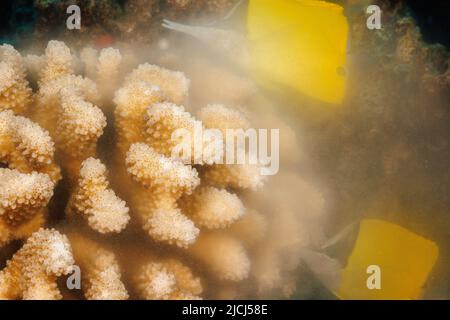 Ein Blick auf Laichkoralle mit Blumenkohl, Pocillopora meandrina, die nach Sonnenaufgang, Hawaii, Eier und Spermien in den offenen Ozean freisetzt. Zwei Zungenfische Stockfoto