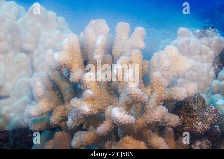 Ein Blick auf Laichkoralle mit Blumenkohl, Pocillopora meandrina, die nach Sonnenaufgang, Hawaii, Eier und Spermien in den offenen Ozean freisetzt. Stockfoto