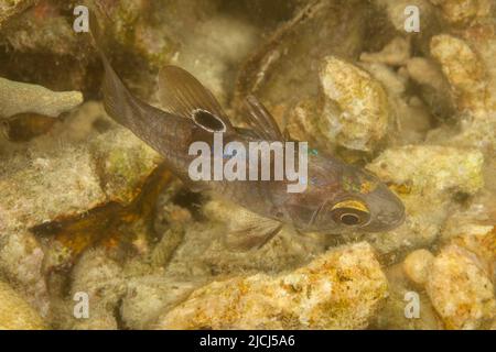 Der schwarze Kardinalfisch, Apogonichthyoides melas, ist in flachen, gut geschützten Küstenbuchten und in felsigen Küstengebieten sowie unter verzweigten Korallen zu finden. Ph Stockfoto