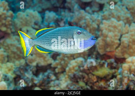 Der männliche, vergoldete Triggerfisch, Xanthichthys auromarginatus, ist bunter als das Weibchen. Beide verbringen viel Zeit über dem Riff, wo sie sind Stockfoto