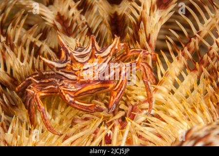 Die Zebra-Seeigel-Krabbe, Zebrida adamsii, wie der Name schon sagt, findet sich normalerweise auf Seeigel. Hier ist es auf einer Seelilie, Yap, Mikronesien abgebildet. Stockfoto