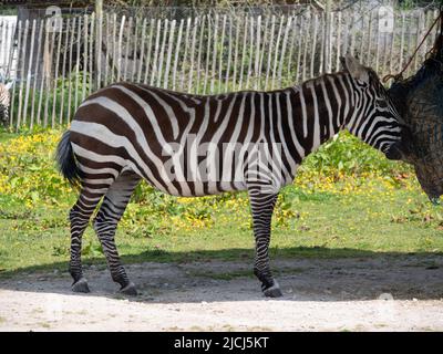 Maneless Zebra Stockfoto