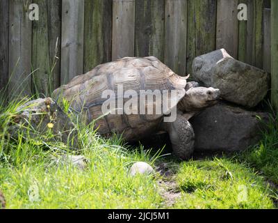 Riesenschildkröte Stockfoto