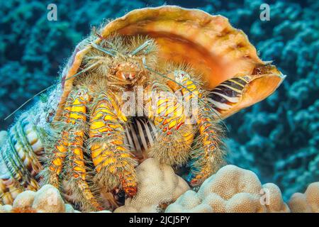 Diese haarige gelbe Einsiedlerkrebe oder große haarige Einsiedlerkrebe, Aniculus maximus, befindet sich in einer triton-Trompetenschale, Charonia Tritonis, Hawaii. Stockfoto