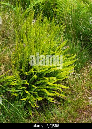 Klumpen von hartem Farn, Blechnum spicant, mit sowohl fruchtbaren als auch unfruchtbaren Wedeln im Moor oberhalb der Shipley Bridge, Dartmoor, Stockfoto