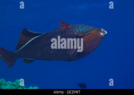 Fische, wie dieser schwarze Drückerfisch, Melichthys niger, gähnen oder strecken sich tagsüber regelmäßig ihre Kiefer. Diese Arten werden auch als a bezeichnet Stockfoto