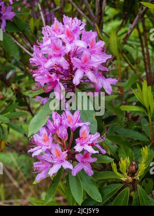 Magentafarbene Blüten des invasiven immergrünen UK Alien Strauch, Rhododendron ponticum, im Avon Valley, Dartmoor, UK Stockfoto