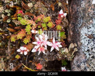 Englischer Steinschlag, Sedum anglicum, wächst auf felsigem Gelände auf dem Moorland oberhalb der Shipley Bridge, Dartmoor, UK Stockfoto