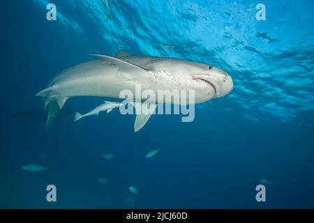 Tiefwinkel-Unterwasseransicht des Tigerhais, der über dem Wasser schwimmend ist, Tiger Beach., Bahamas, Atlantischer Ozean. Stockfoto