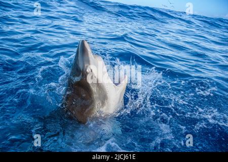 Dieser Galapagos-Hai, Carcharhinus galapagensis, lungt aus einem rauhen Pazifischen Ozean vor Hawaii. Die Haifischmembran ist teilweise coveri Stockfoto