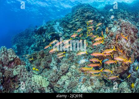 Taucher (MR) auf der Abbildung mit Gelbflossen-Ziegenfisch, Mulloidichthys vanicolensis, über einem harten Korallenriff vor der Insel Lanai, Hawaii. Stockfoto