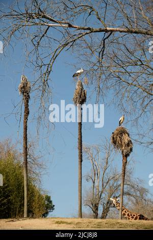 Weißstörche (Ciconia ciconia) stehen auf dem Nest Stockfoto