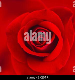 Rote Rose, Nahaufnahme im Vollformat, quadratisches Bild Stockfoto