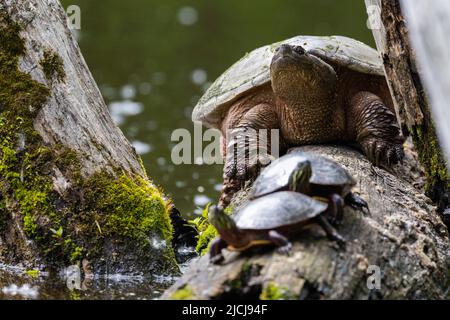 Gewöhnliche Schnappschildkröte (Chelydra serpentina) und gemalte Schildkröte (Chrysemys picta) Stockfoto