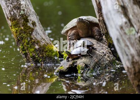 Gewöhnliche Schnappschildkröte (Chelydra serpentina) und gemalte Schildkröte (Chrysemys picta) Stockfoto