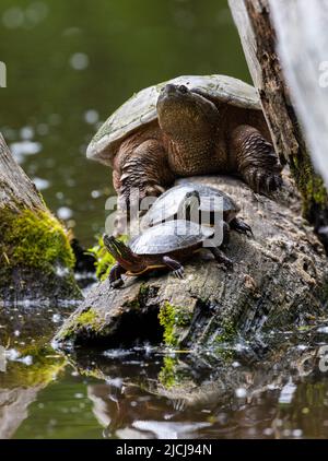 Gewöhnliche Schnappschildkröte (Chelydra serpentina) und gemalte Schildkröte (Chrysemys picta) Stockfoto