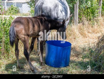 Eine Stute und ein Fohlen grasen auf einem Feld. Stockfoto