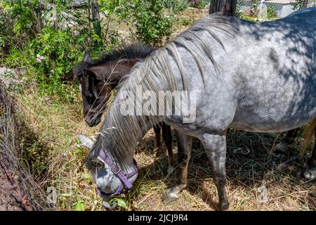 Eine Stute und ein Fohlen grasen auf einem Feld. Stockfoto