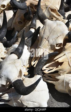 Jackson, WY. USA. 5/21/2022. Boy Scouts of America: Jährliche Auktion von Elch- und Elchgeweih plus Bisons-Schädel. Startpreis pro Pfund $18 Stockfoto