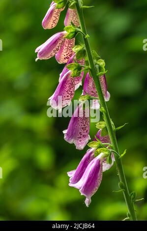 Gemeinsamen Fingerhut (Digitalis Purpurea) in ein Norfolk Garten wachsen. Stockfoto