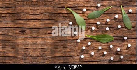 Stevia rebaudiana - Grünes Blatt der Stevia-Pflanze. Natürlicher Bio-Süßstoff. Stockfoto