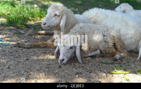 Schläfige Schafe machen ein Nickerchen im Schatten Stockfoto