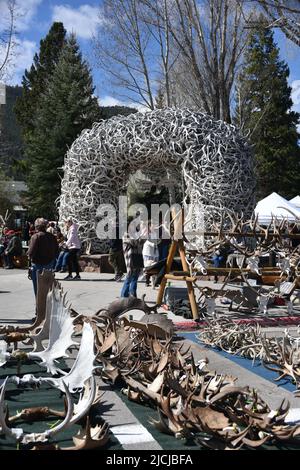 Jackson, WY. USA. 5/21/2022. Boy Scouts of America: Jährliche Auktion von Elch- und Elchgeweih plus Bisons-Schädel. Startpreis pro Pfund $18 Stockfoto